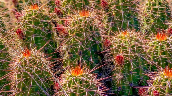 Cacti  Print